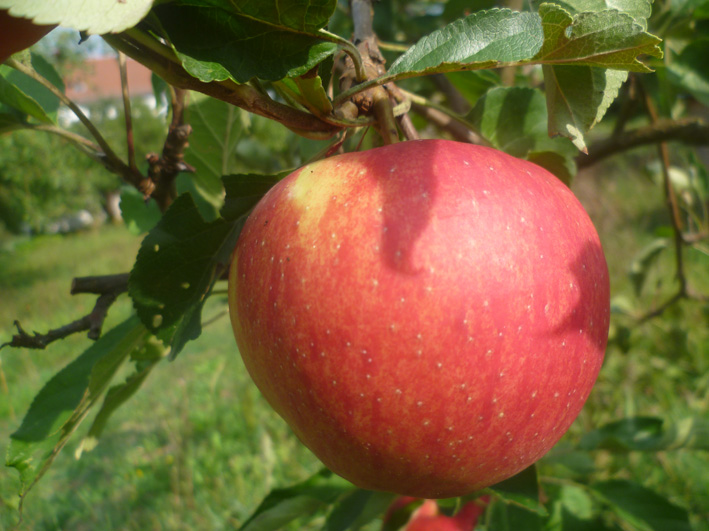 Apfel Florina - Baumschule Patzelt